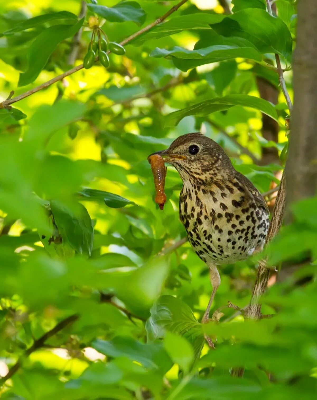 Дрозд фото википедия. Певчий Дрозд деряба. Певчий Дрозд (turdus philomelos). Дрозд деряба рябинник. Дрозд деряба и певчий Дрозд.