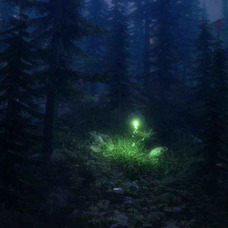 Ночной лес. «Ночь в лесу». Огоньки в лесу. Волшебный лес с огоньками. Кроме этих таинственных огоньков в полуверсте ничего