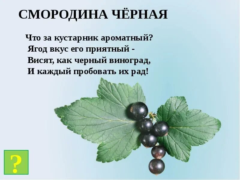 Значение роста в жизни смородины. Загадка о черной смородине. Загадка про черную смородину. Загадка о смородине. Загадка про смородину.