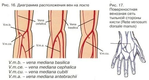 В какую вену колят