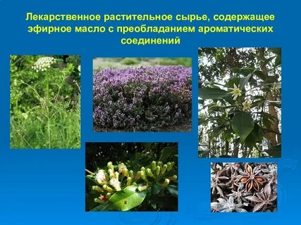Сырье содержащее эфирные масла