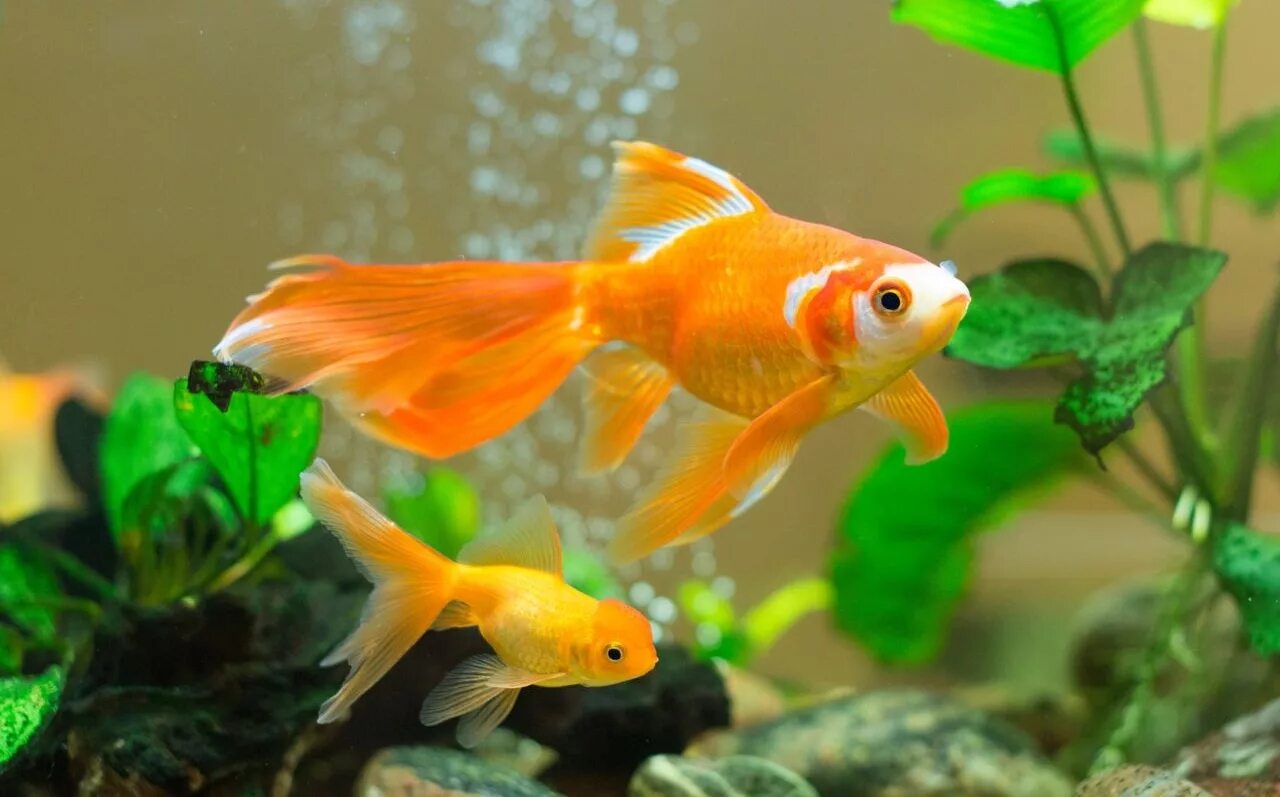Какие рыбки едят. Золотая рыбка вуалехвост. Рыба Золотая аквариумная. Золотая рыбка в аквариуме. Разновидности золотых рыбок.