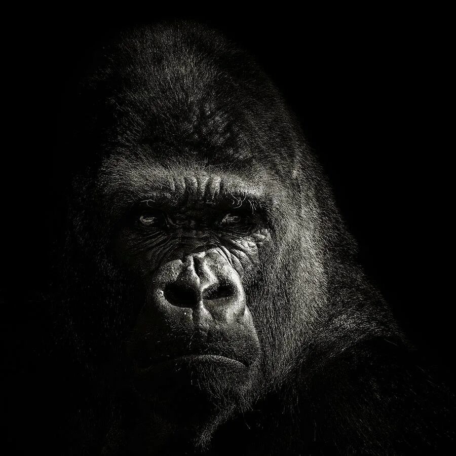 Горилла ночью на кухне маска. Горилла. Оскал гориллы. Злая горилла. Черная горилла.
