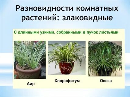 Растения презентация 7 класс