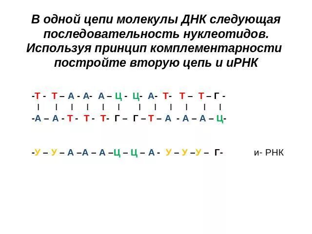 Кодирующая цепь днк имеет последовательность. Цепочка ДНК по принципу комплементарности. Дне последовательность нуклеотидоа. Цепочка ДНК А-Ц-Г-Т-А-Г-Ц-Т-А-Г вторая цепь. ДНК цепочка а т г ц.