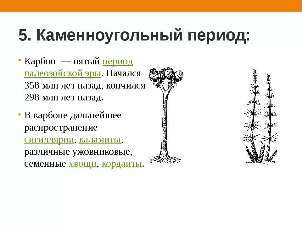 Ароморфозы эры палеозой. Карбонский период Каламиты. Каменноугольный период палеозойской эры. Карбон период палеозойской эры. Ароморфозы растений в каменноугольный период.