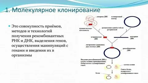 Метод рекомбинантных плазмид последовательность