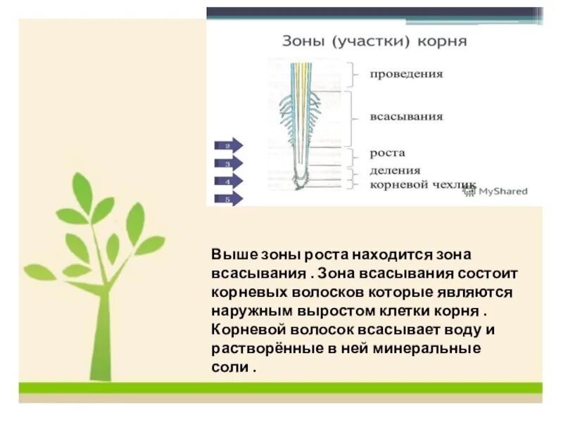 Вода необходима клеткам корня. Зона роста всасывания. Зона расположена выше зоны роста. Зоны корня 6 класс биология.