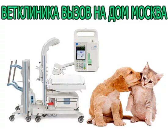 каштанка ветклиника.