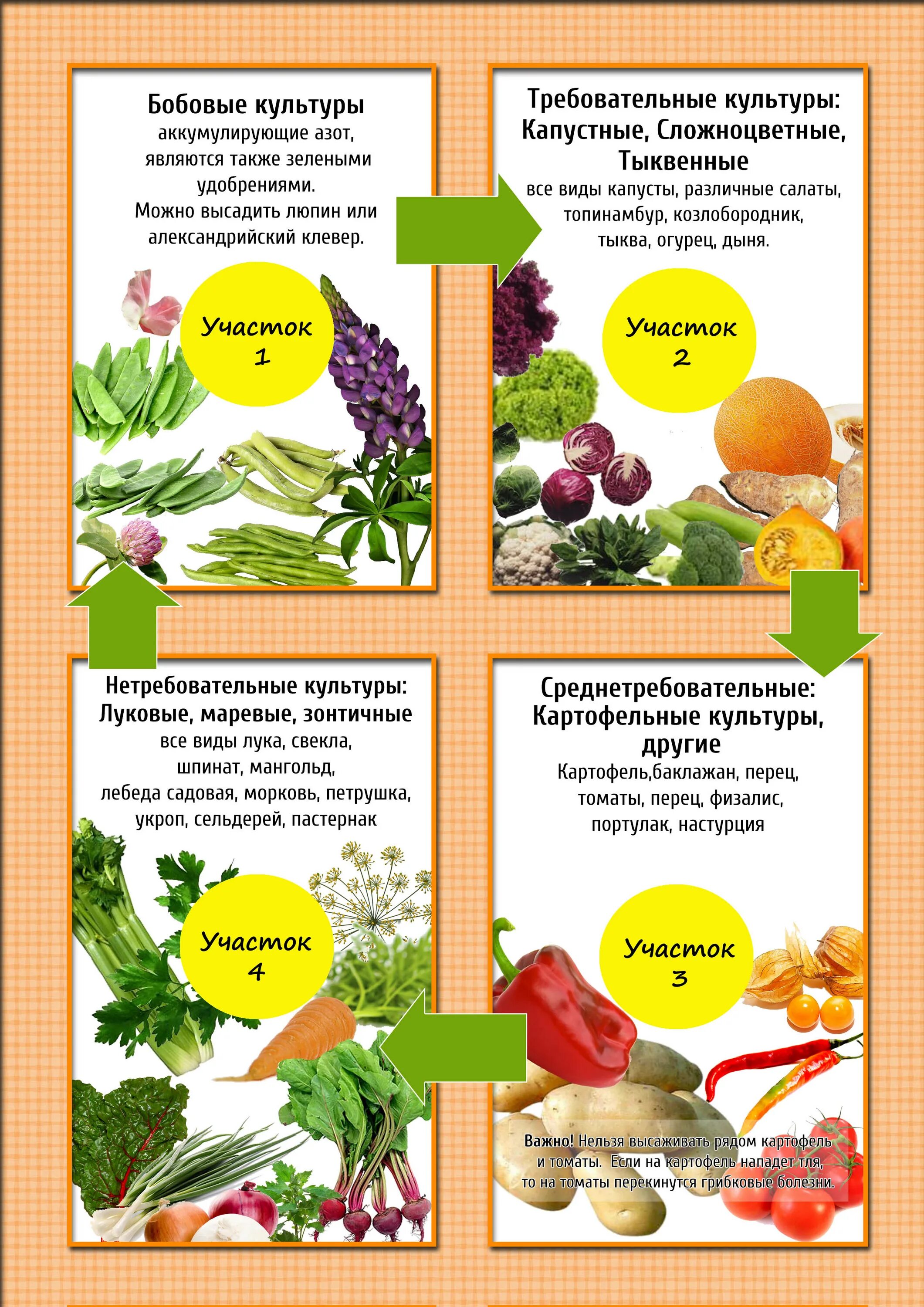 Таблица огорода. Таблица севооборота овощных культур на огороде что после чего сажать. Предшественники на огороде таблица севооборота. Схема севооборота на дачном участке овощных культур. Лучшие предшественники для посадки овощей таблица.
