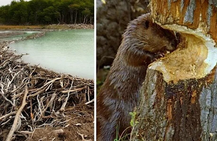 Обыкновенный бобр плотина. Обыкновенный бобр плотина. Животное строящее плотины. Бобровая плотина вуд-баффало. Речной бобр плотина.