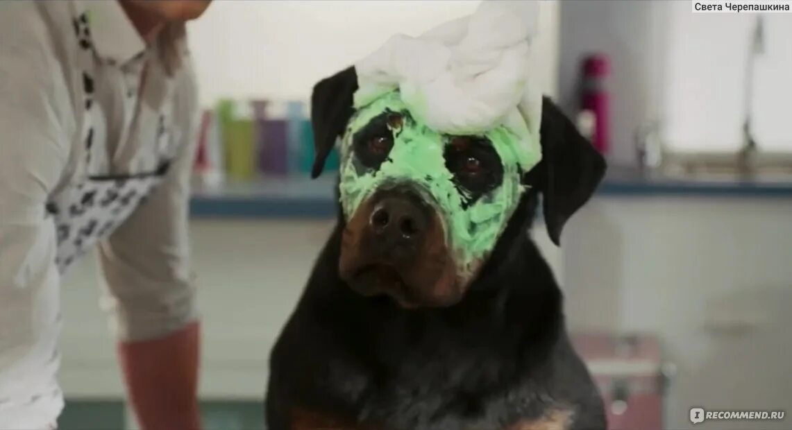 Final dog