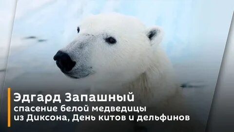 Спасем бел