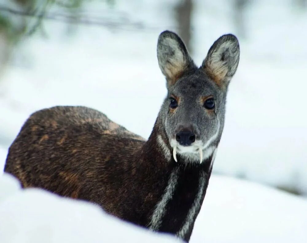 Сахалинская кабарга Moschus moschiferus sachalinensis. Сибирская кабарга. Кабарга в Якутии. Кабарга Байкальская.