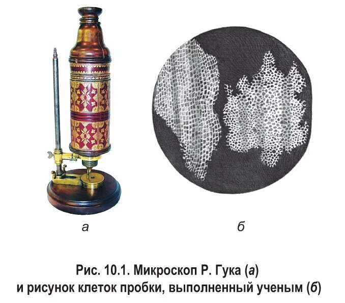 роберт гук в 1665 г. гук левенгук шванн шлейден вирхов бэр. гук клеточная теория. р гук клеточная теория. клетка клеточная теория строения организмов.