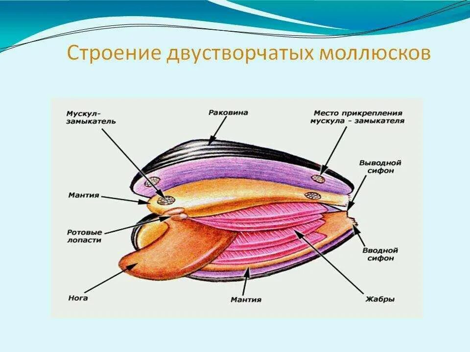 Мидия какой класс. Класс двустворчатые внутреннее строение. двустворчатые моллюски внешнее и внутреннее строение. внутреннее строение двустворчатых моллюсков. класс двустворчатые моллюски внешнее и внутреннее строение.