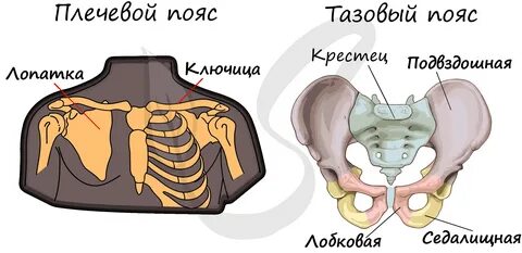 Что относится к тазовому поясу