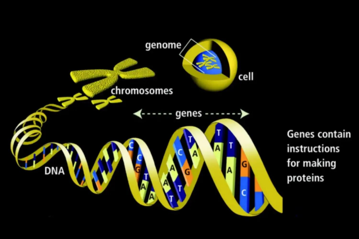 Геном называют. Гены и хромосомы. Гены ДНК. Ген ДНК хромосома. Гены хромосомы геном.