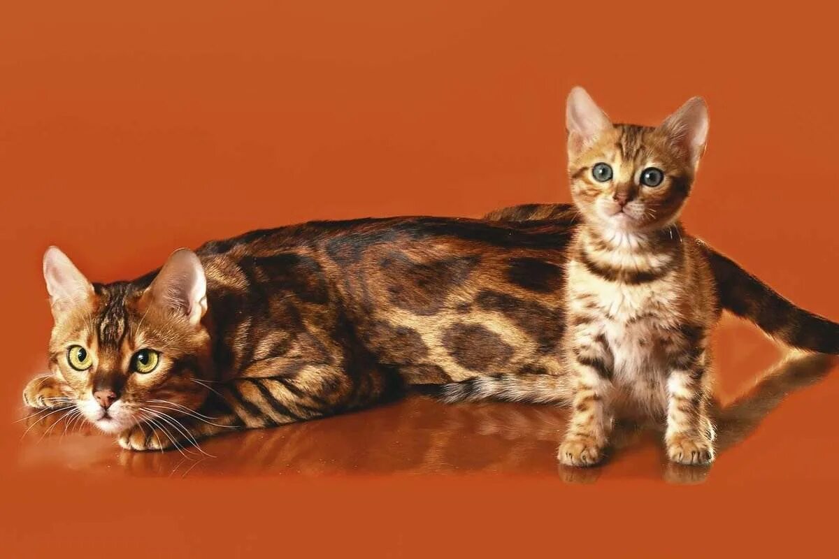 Бенгальская порода характер. Бенгальская кошка. Кошки бенгальской породы. Котята породы бенгал. Бингальскаяская кошка.
