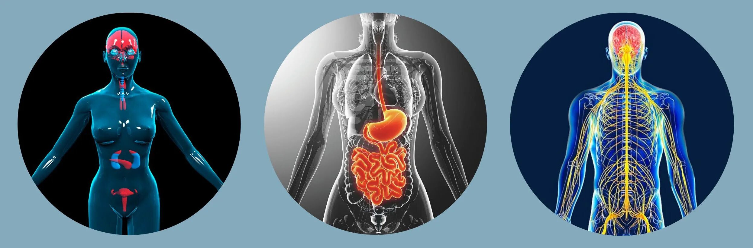 гормональная система человека. гормональная система женщины. эндокринная система анатомия болезни. гормональная система женщины. анатомия женской гормональной системы.