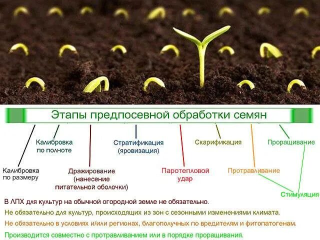 Чем обработать семена для всхожести. Предпосевная обработка семян. Подготовка семян к посеву. Этапы подготовки семян к посеву. Способы предпосевной обработки семян.