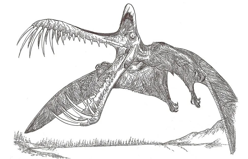 Птеранадон. Птерозавр Птеранодон. Птеродактиль парк Юрского периода. Кювье птеродактиль. Кетцалькоатль Птерозавр скелет.