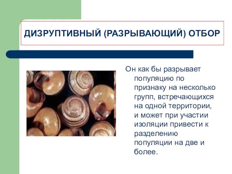 Пример разрывающей формы отбора. Дизруптивный отбор отбор. примеры разрывающегося отбора. примеры дизруптивного естественного отбора. пример дизруптивного отбора у животных.