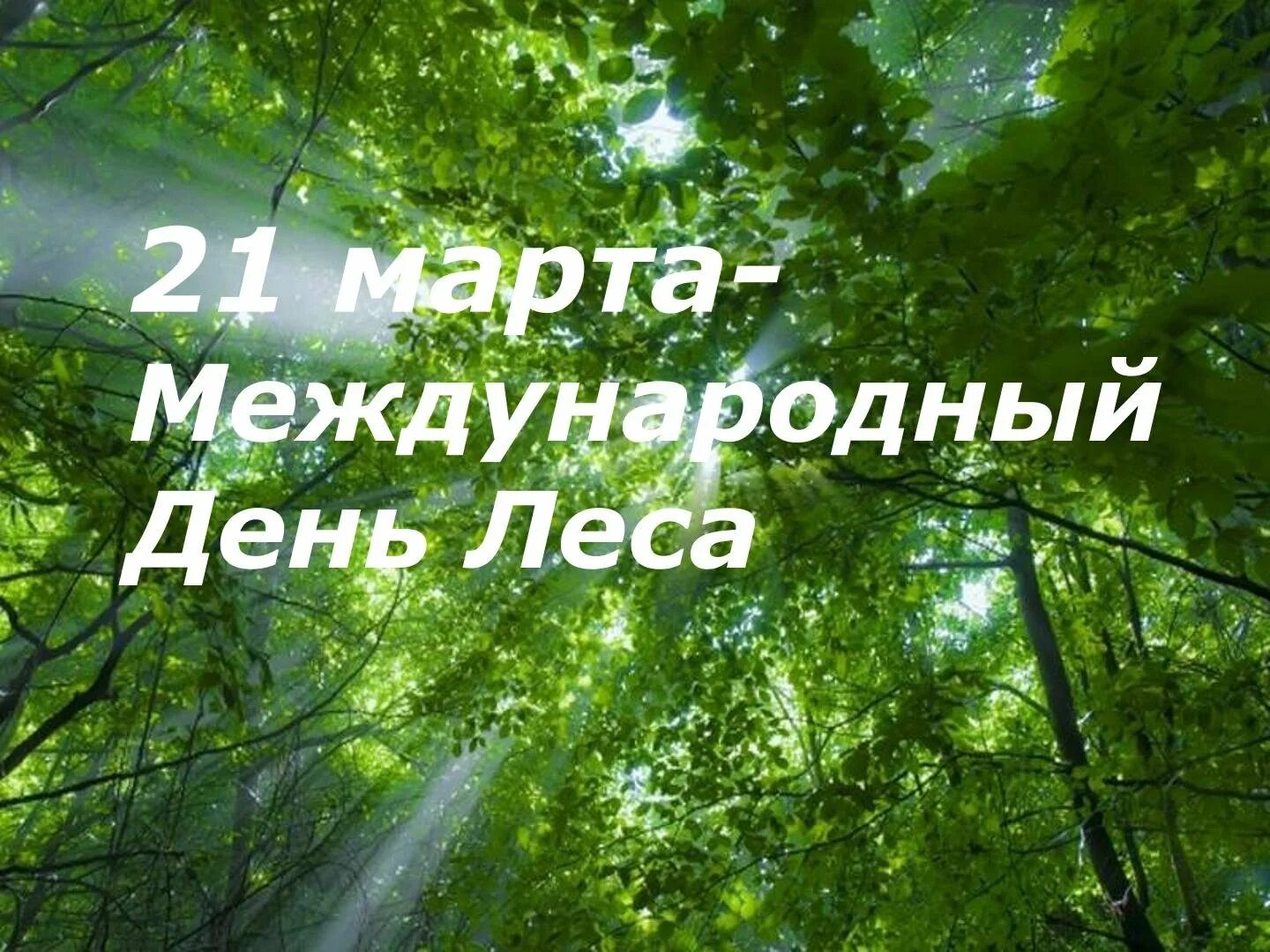 21 международный день леса. Международный день лесов. Междуанродныйдень лесов. Международныйдерь лесов.