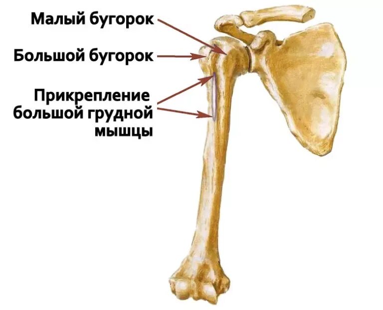 Плечевая кость малого бугорка. Плечевая кость строение анатомия кость. Гребень малый бугорок плечевой кости. Малый Бунтрок поечеаой кости.
