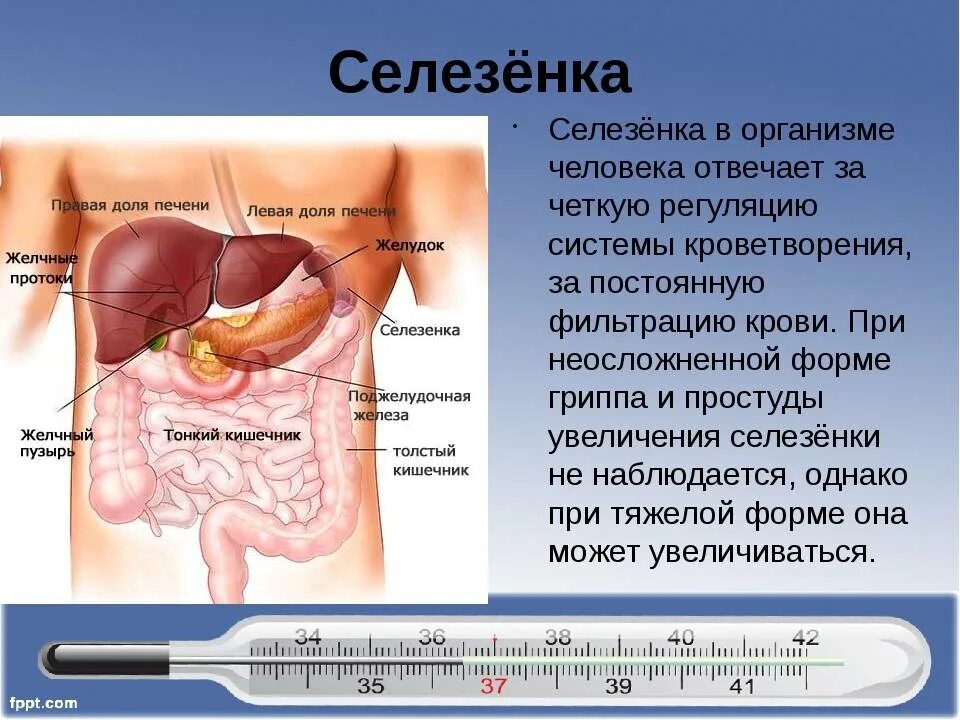 Селезенка справа