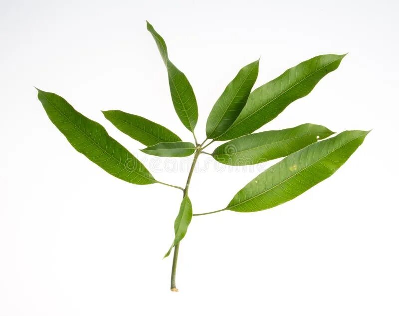 Как выглядят листья манго Green Mango leaf isolated on white background Photo Premium Download