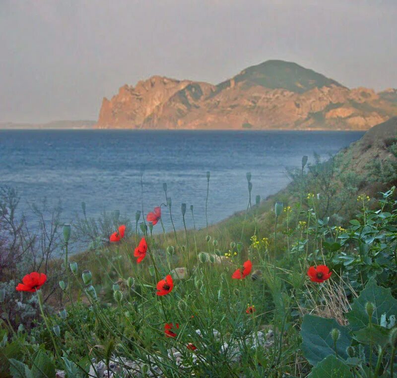 Мыс фиолент маки. Цветы судак. Цветы судак. Мыс фиолент розовые цветы. Красная балка харьков.