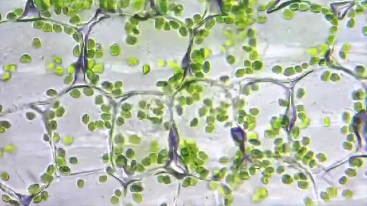 Хлорофиллы цианобактерий. Элодея хлорофилл. Устьица элодеи. Хлорофилл под микроскопом. Хлоропласт под световым микроскопом.