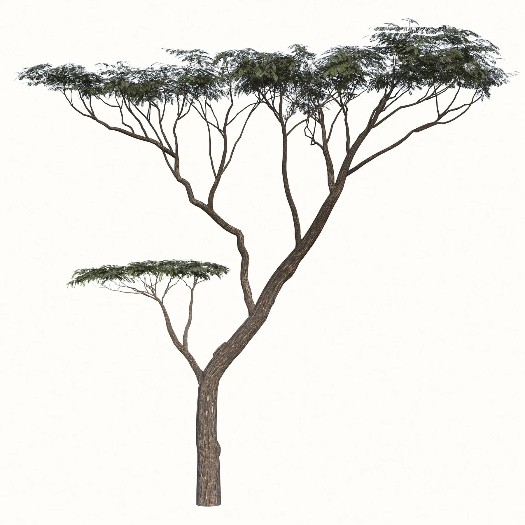Дерево 2 мм. Acacia tortilis. acacia tortilis древесина. акация дерево без листьев. дерево акации в стилизации.