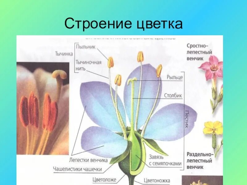 Строение цветка. Строение цветка венчик. Строение цветка и его функции. Строение цветкового растения.