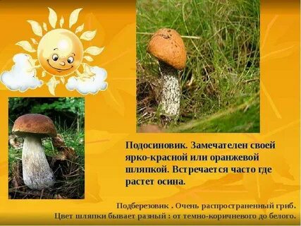 Составить познавательный текст про подосиновик