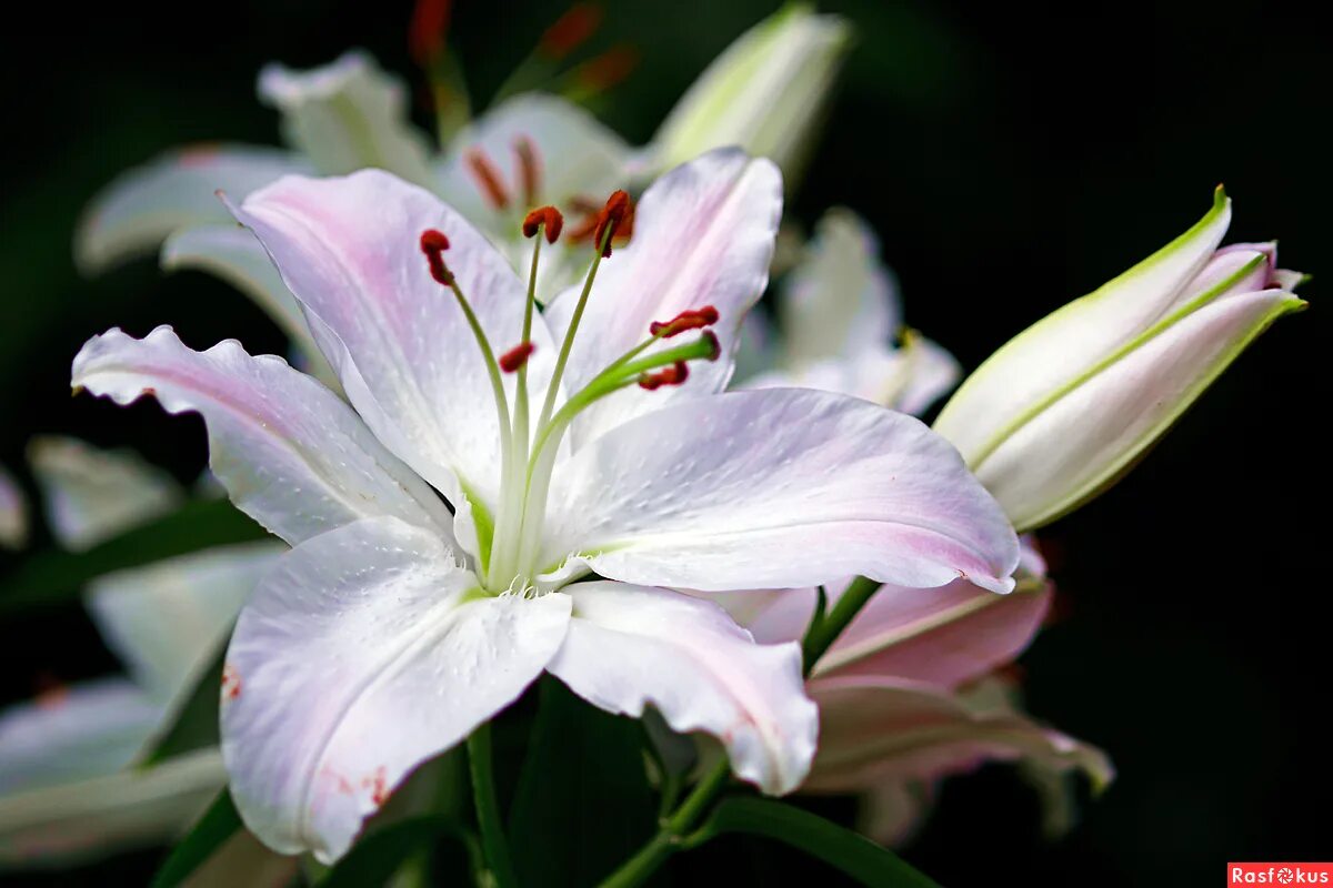 ямайский цветок. цветочный король цветы. царь цветов какой цветок. цимбидиум алоифолиум. царь цветов.