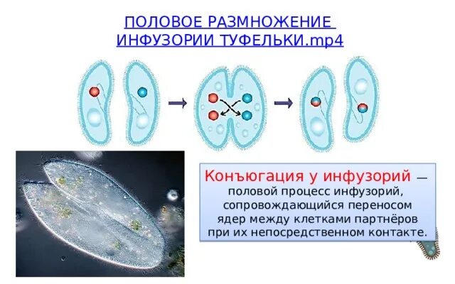 Инфузории туфельки в пробирке. Размножение инфузорий 7 класс биология. Размножение инфузорий конъюгация. Инфузория туфелька половое размножение. Размножение инфузории туфельки 7 класс.