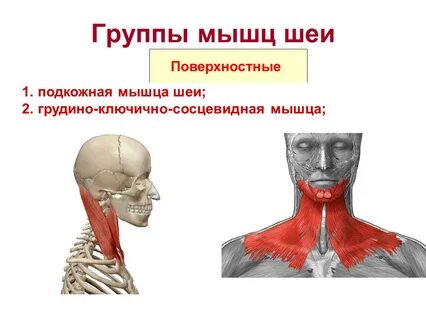 Подкожная мышца функции