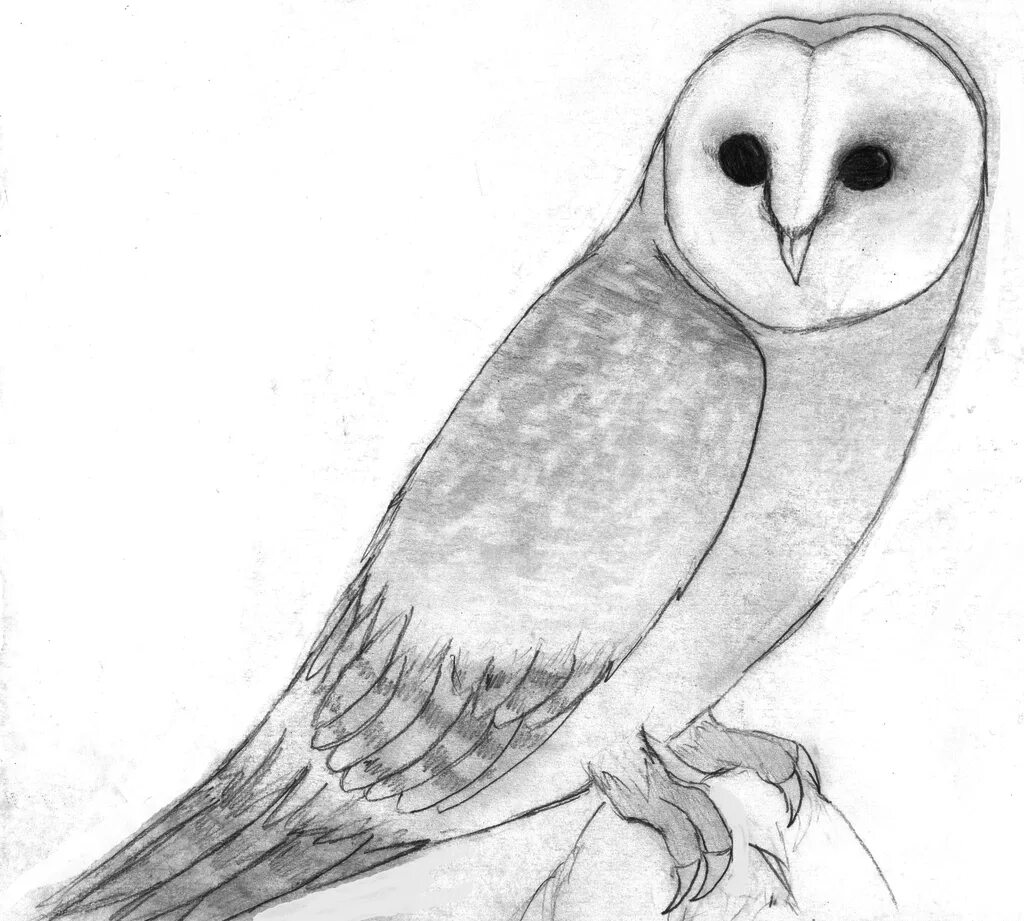Легкие рисунки для срисовки. Рисунки животных карандашом для срисовки. Птицы для срисовки. Птицы карандашом для срисовки. Рисунок птиц карандашом легкие