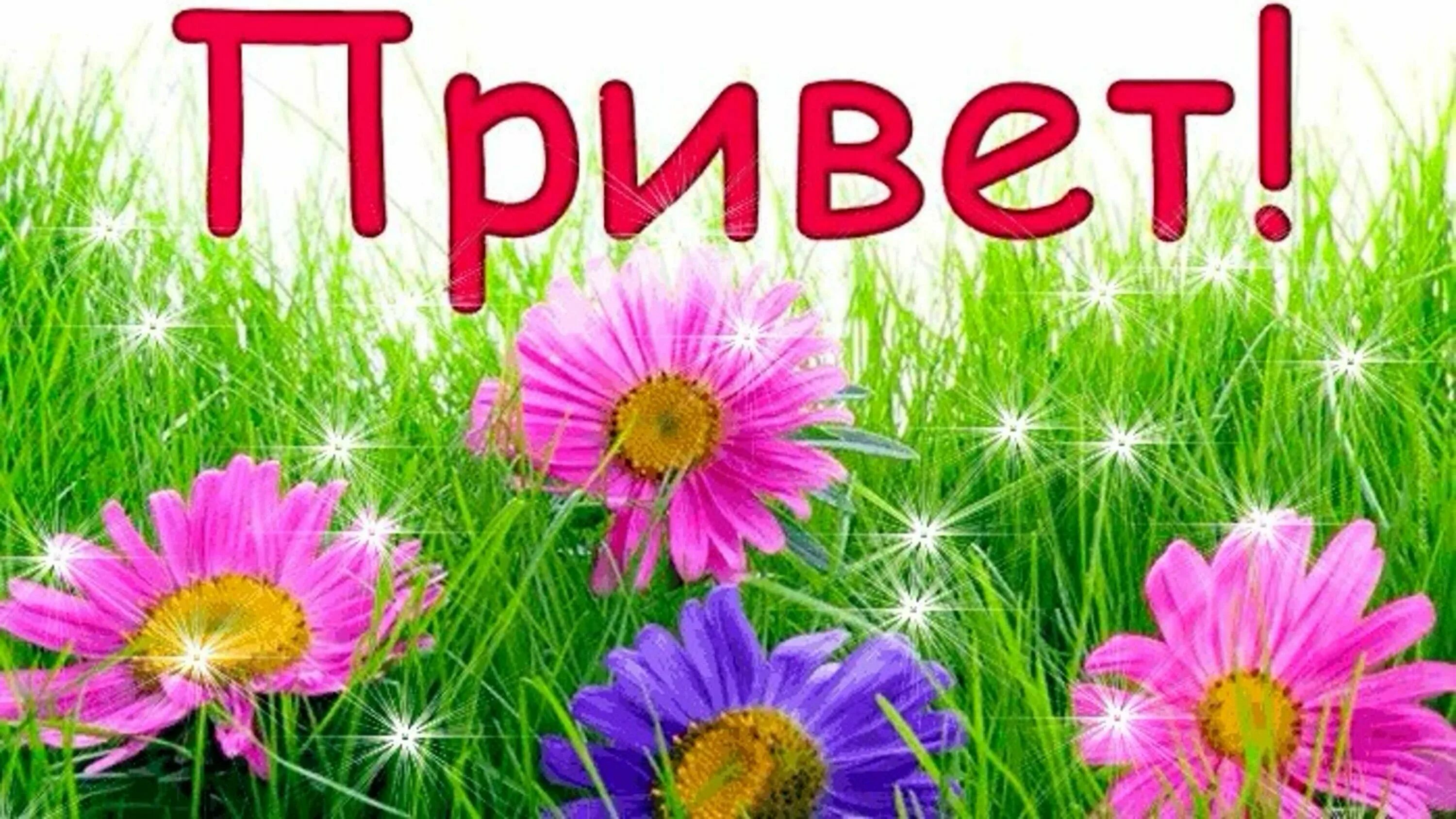 Привет картинки. Открытки привет. Всем привет картинки. Открытка всем привет. Привет картинки красивые.