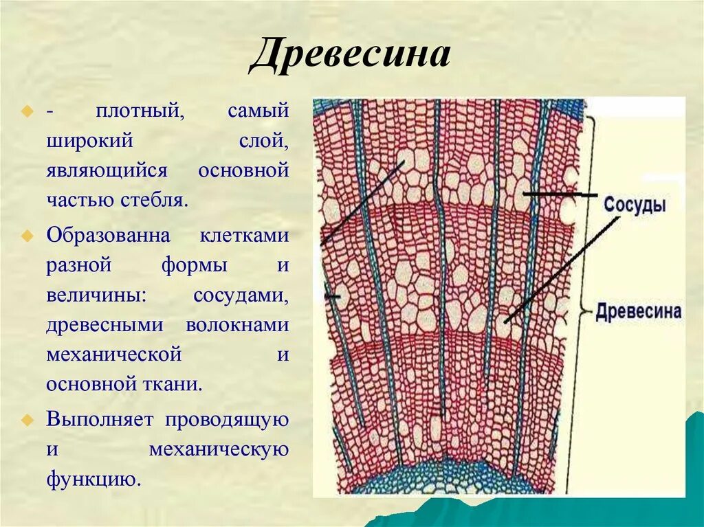 Проводящие строение и функции. Строение стебля сосуды древесины. Древесина строение и функции. Строение древесины 6 класс основная ткань. Строение стебля древесного ткань Проводящая.