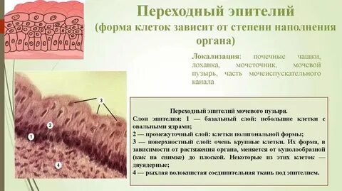Эпителий плоский 15 в п зр