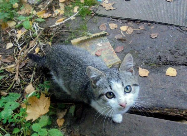 Взять котенка приметы
