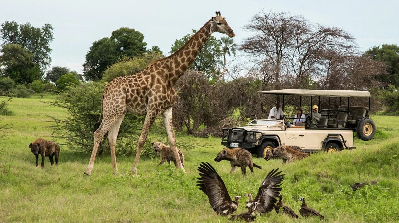 Wildlife holidays. Сафари парк Африка. Ботсвана сафари. Сафари парк в Ботсване. Крюгер парк ЮАР.