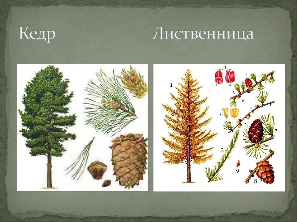 Хвойные 1 класс. Ель сосна кедр пихта. Лиственница шишки и хвоинки. Ель сосна кедр лиственница. Кедр ель лиственница.