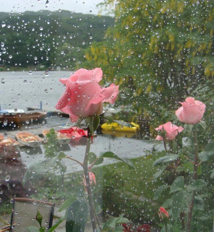 цветы под дождем. розы ливень. роза в саду под дождем. розы ливень. розы ливень.