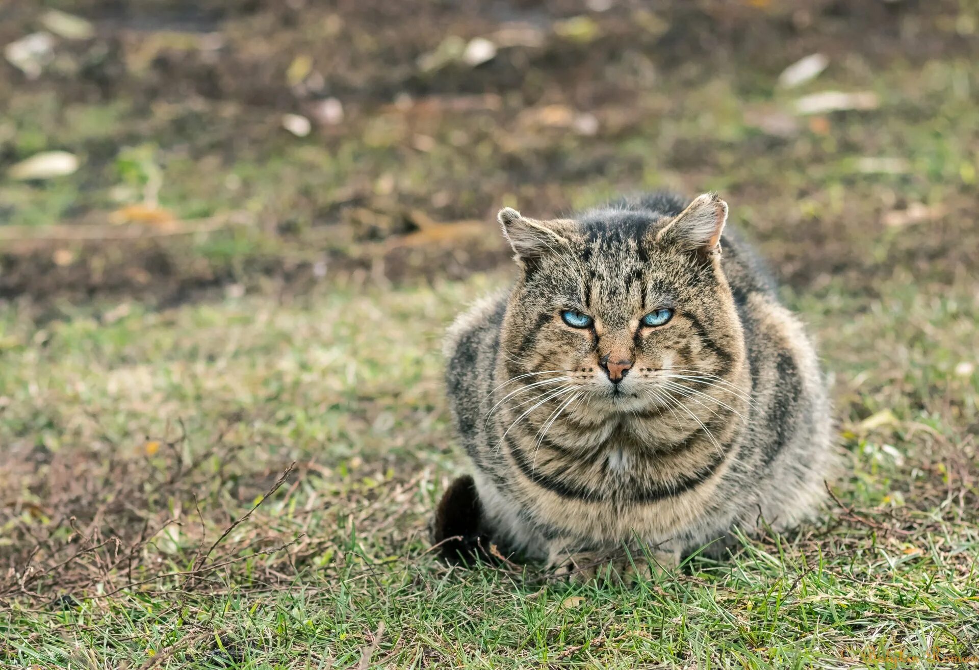Бок кэт. Американская кошка. Кiшка. American Shorthair Cat. Сибирская кошка крупным планом.