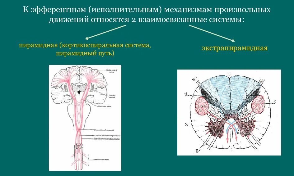 Формирование произвольных движений. Механизм произвольных движений. анализатор произвольных движений. пирамидный анализатор. эфферентные пирамидные пути.