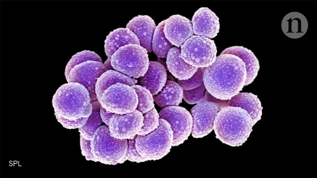 S. aureus золотистый стафилококк. Стафилококк воспаление. Staphylococcus aureus 3